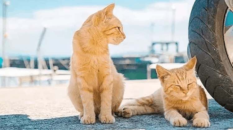 安排! 挑食的猫咪该吃什么? 教你堵住挑剔猫咪的嘴