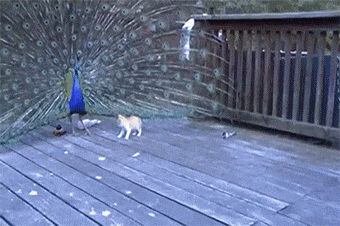 浑身长满了逗猫棒是一种什么样的体验?