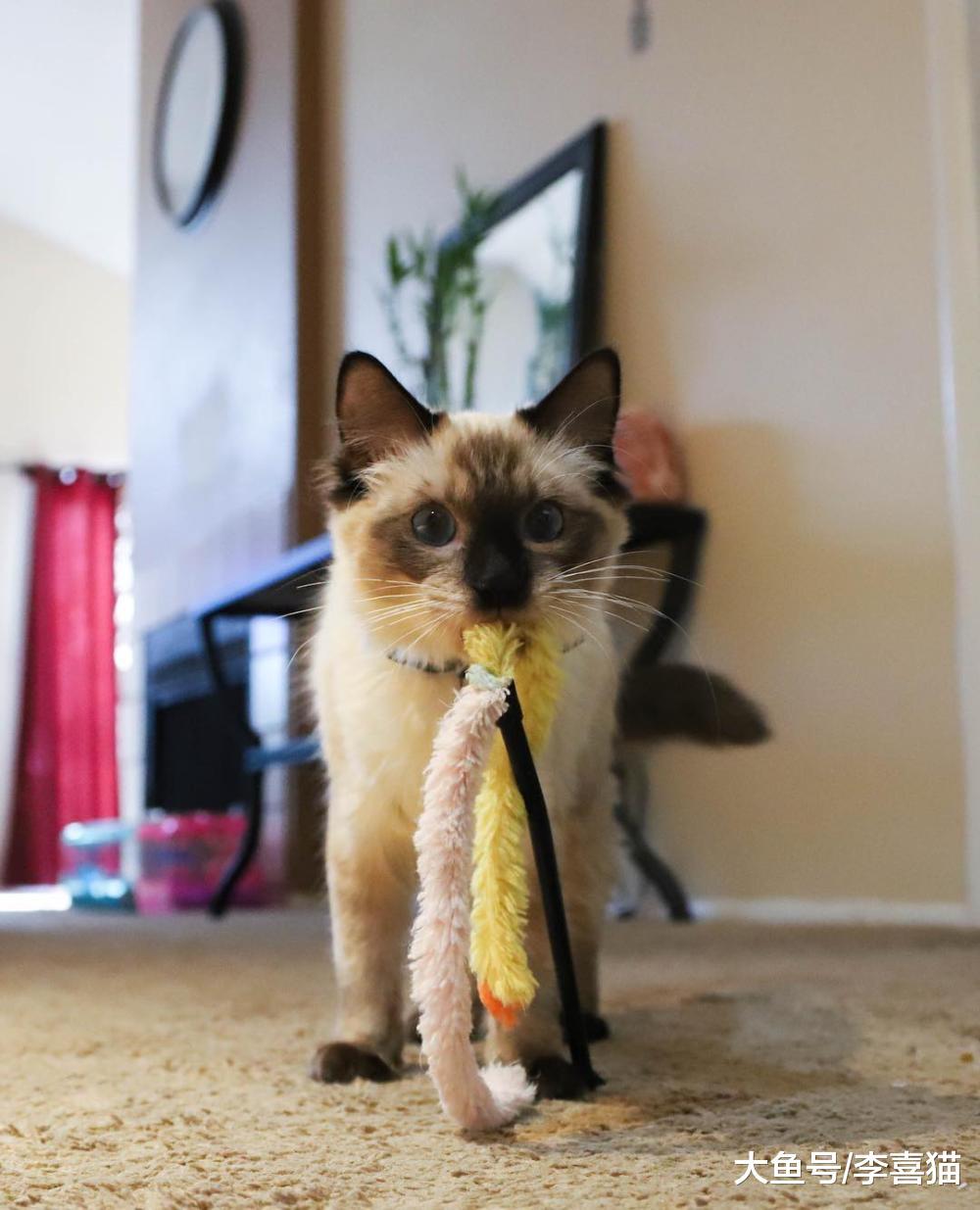 逗猫棒用完以后一定要收纳起来, 避免猫咪发生误食要防患于未然