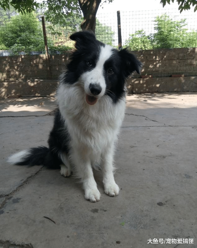 边境牧羊犬父女相爱配了, 不知道生出来的小狗会怎样