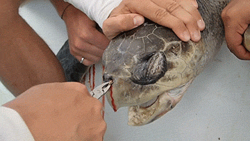 海龟■人类到底有多作孽? 一组图看清人类多么残忍