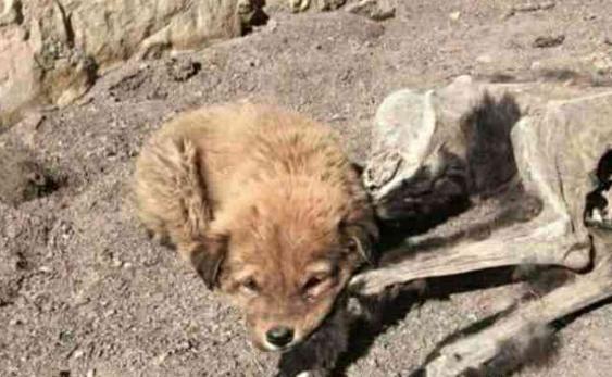 遇到一只特别的流浪狗, 把人带到荒地, 结果心痛到把它抱回家