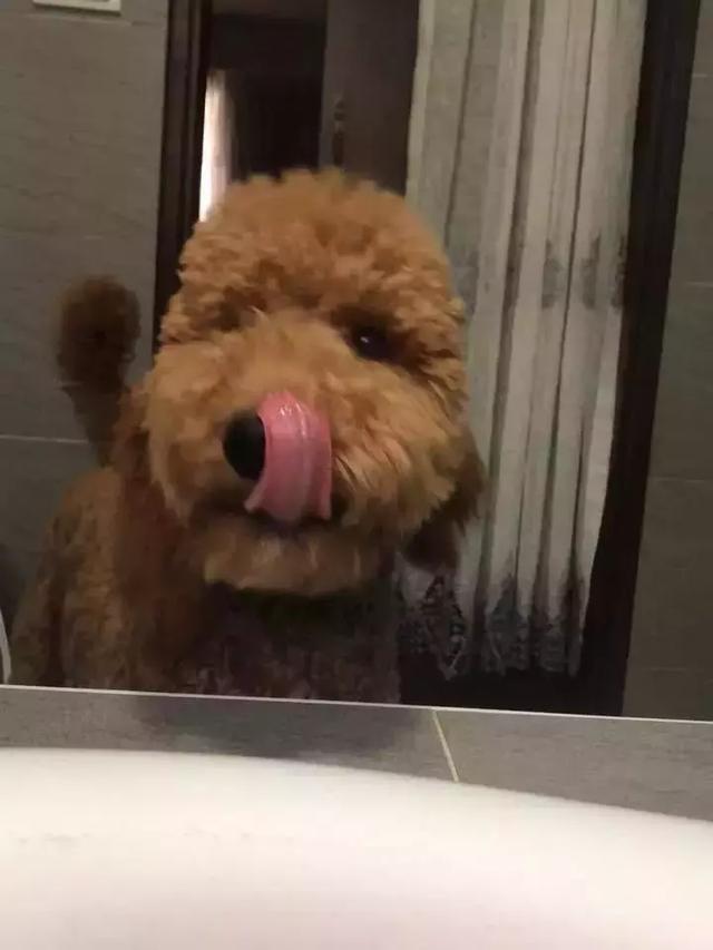 看监控里狗狗的样子看哭了, 可到家后...这演技不错啊!