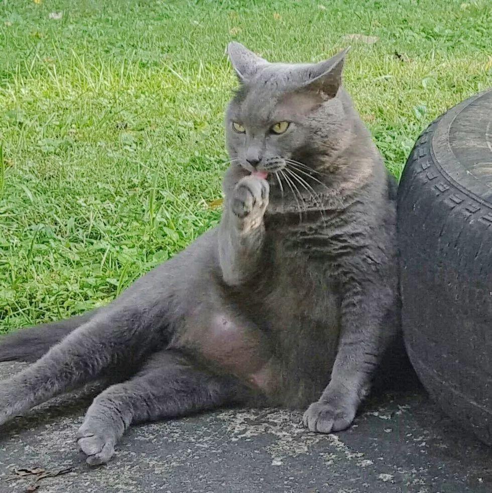 妹子搬进新家之后懵了: 这个社区还给住户送猫呢?