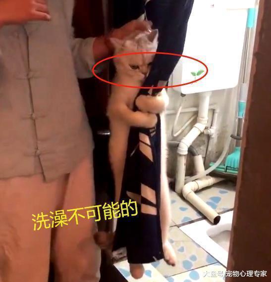 带猫咪去洗澡, 岂料它一把抓住“救命稻草”, 主人哈哈大笑