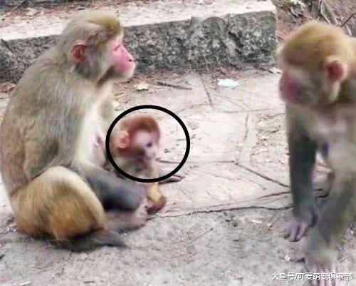 小猴子正吃奶, 但却屡被打扰, 接着它做出的反应让人暗爽!