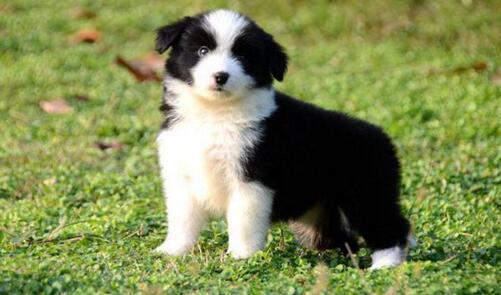 边境幼犬挑食怎么办 不要让挑食影响到边境牧羊犬的健康