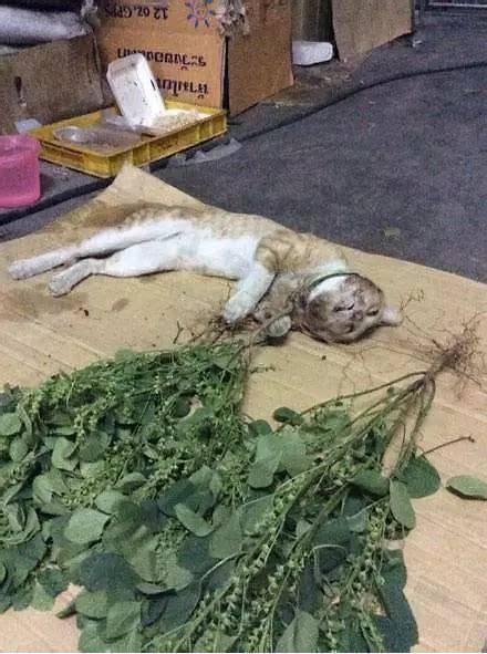 猫咪吸食猫薄荷后会疯癫到什么程度?