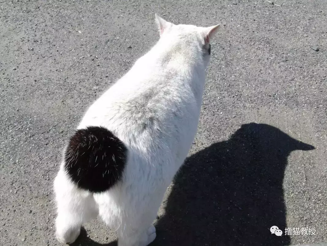 “美臀日”晒美臀, 这一大波猫屁屁, 看得我心动了