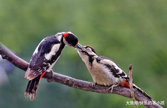 靠叩头吃饭的啄木鸟为什么不会得脑震荡呢?