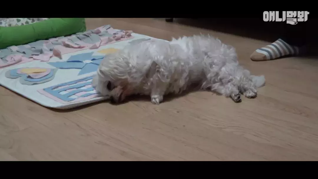 狗狗总是咳嗽却查不出病因, 专家: 它在演戏!