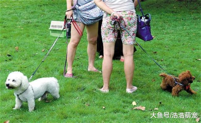 遛狗的5种错误方式, 不知道的赶紧了解一下, 不要再犯了
