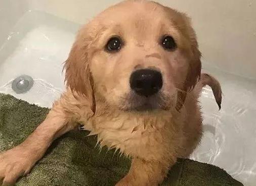 主人不小心踩疼了狗狗, 狗狗却回过头来安慰主人, 太暖了吧