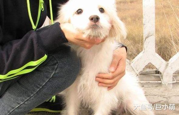 狗狗最爱被人抚摸的5个位置, 你最常摸的是它喜欢的吗?