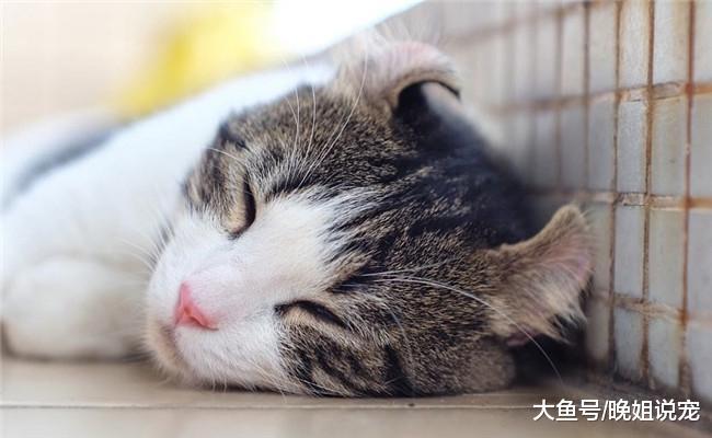 被称为“行走的黄金”5种猫咪, 第一个是公主猫, 第五个和豹子相似