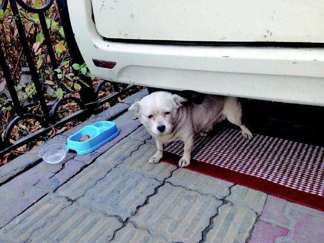 流浪狗偶遇车祸后倒在路旁, 伤重时被人救助, 恢复健康后拥有新家