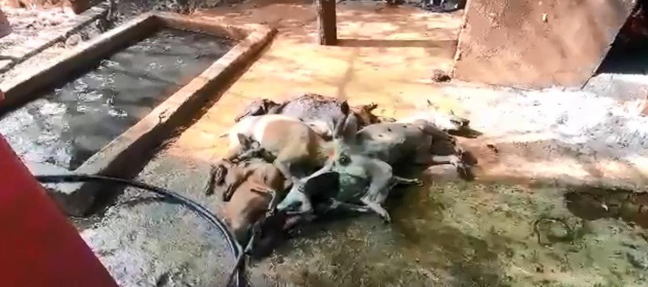 柬埔寨兴起狗肉潮流, 为了加快屠宰速度, 竟将活狗淹死再烹饪