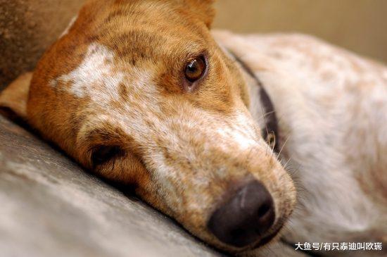 美国设置「虐待动物登记处」公布犯罪者姓名照片供人民查看!
