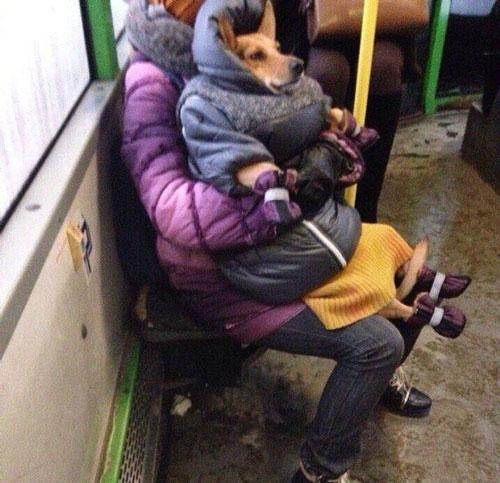 宠物GIF图: 我感觉自己家的猫中了邪!