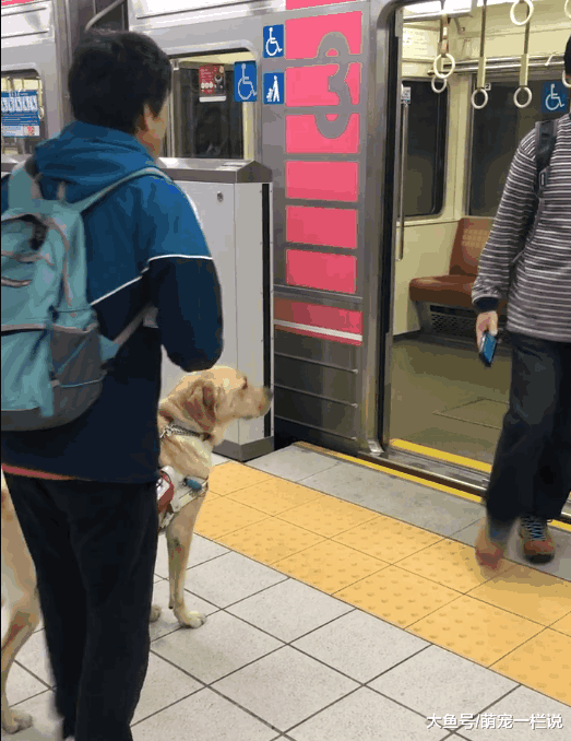 关于导盲犬的小知识, 你知道的有多少呢? 我来告诉你