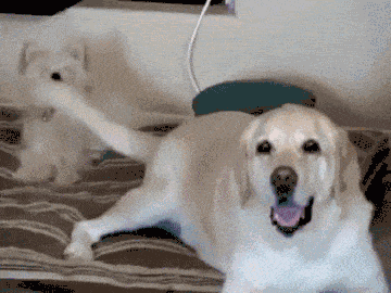 狗狗想攻击你有怎样的准备动作? 熟知这6点, 出门不怕被狗咬!