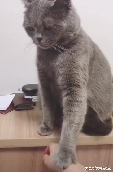 主人一直想摸猫咪的下巴, 猫: 矜持一点, 你要知道人猫授受不亲!