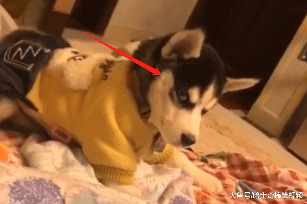网友赶二哈下床, 它很“犀利”地看着主人: 确定要这么做?