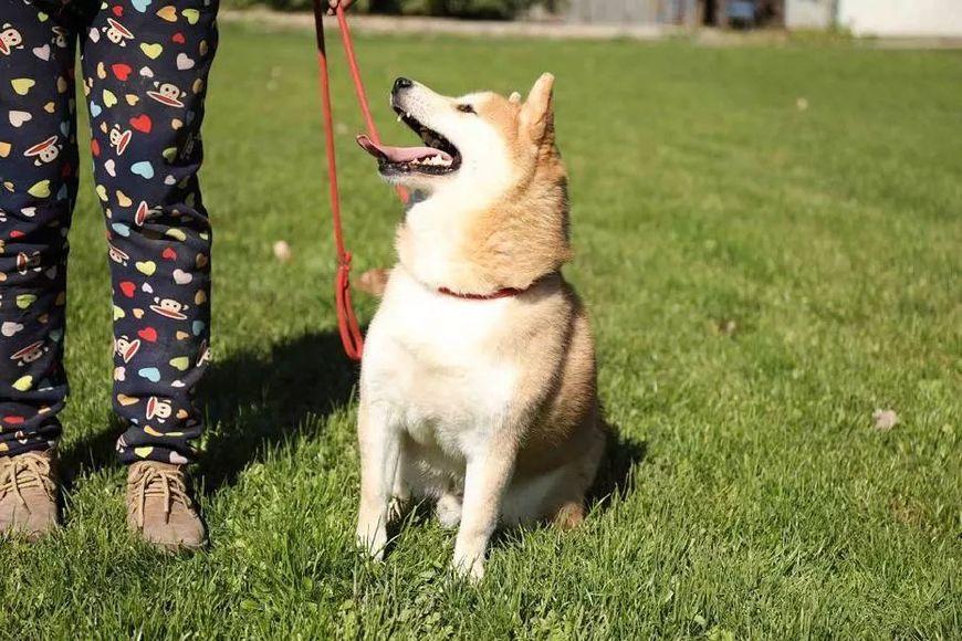 法院500元拍卖纯种柴犬, 15万人线上围观