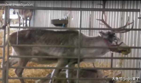 圣诞欢乐背后……英国农场被曝虐待驯鹿, 画面令欢乐圣诞蒙上阴影