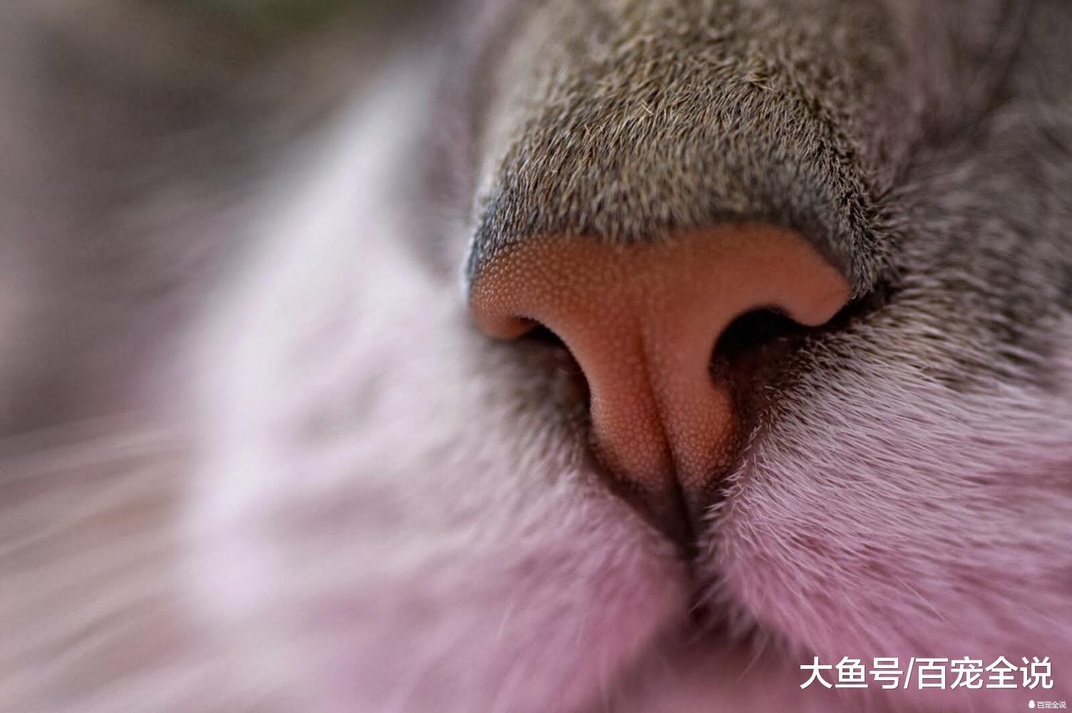 5个关于猫鼻子的冷知识你都知道么? 为啥经常舔, 原来是天生的GPS