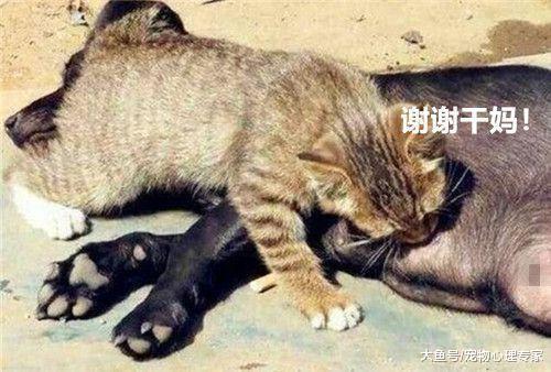 土狗正在睡觉, 突然肚子一痛, 起身一看又无奈地躺了下去