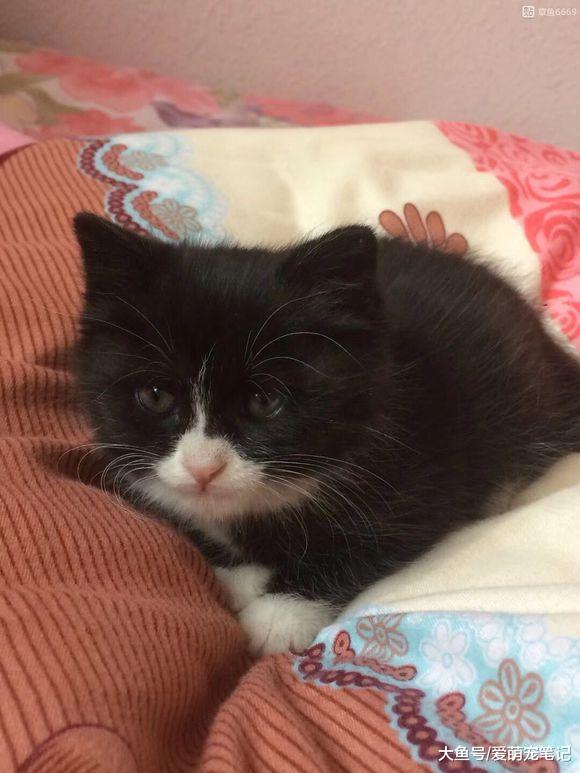 女孩把流浪猫送回乡下老家喂养, 几个月后猫咪依然记得她, 好感动