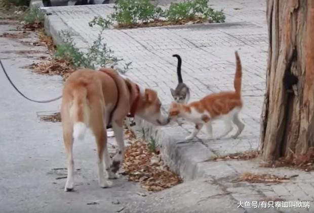 每天带着主人一起救流浪猫咪, 希腊狗狗养了一群「猫咪小小兵」每天一只一只「讨亲亲」