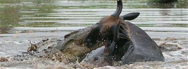 鳄鱼在河马领地捕食, 拽着角马下水准备吃, 不料河马跑来捣乱