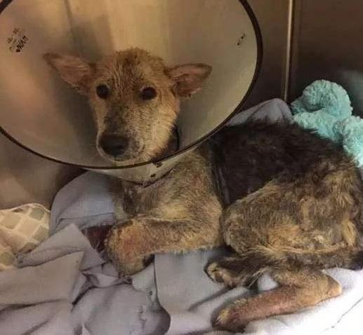 惩罚狗狗, 这5种行为最伤害狗狗, 聪明的铲屎官不会这么做