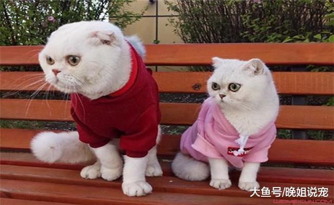 国内5大网红猫咪, 第一只粉丝过千万, 第三个好像“傀儡”