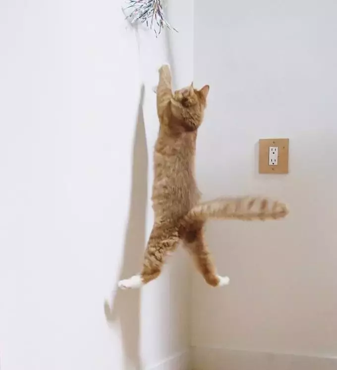 飞翔吧, 喵星人