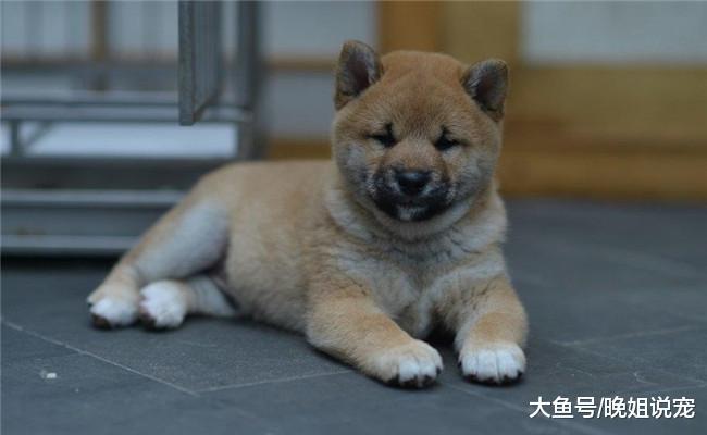 半夜听见狗叫, 爬起来看见一只柴犬, 我无奈的把它送回了家