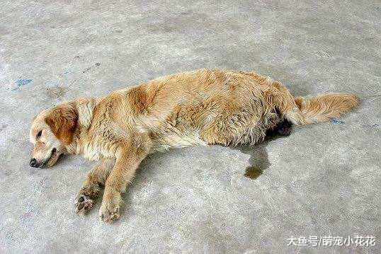 又出事了! 狗狗吃这些食物又意外身亡, 还在喂食的宠主紧自查!
