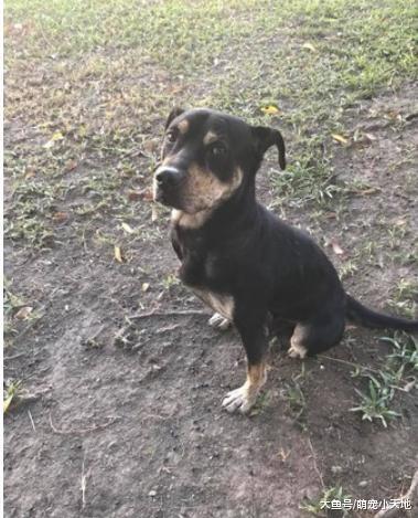 看工地却被棍打绑电线丢弃, 忠心小黑狗仍跑回原地痴等工人