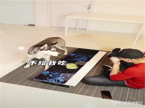 主人没有让哈士奇吃饭, 它就使坏尿到米饭里, 二哈: 让你还吃独食