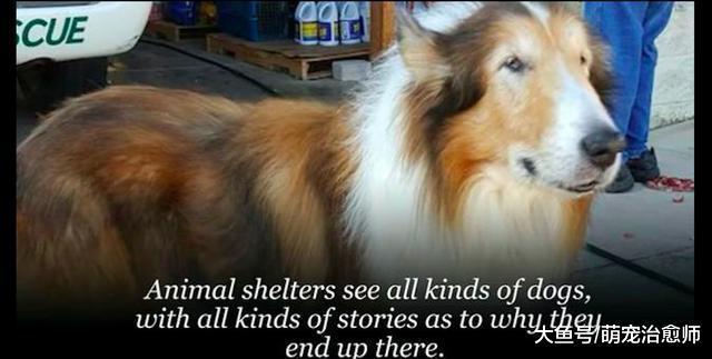 主人将养了16年的狗送到收容所, 而弃养只是因为没有时间陪它