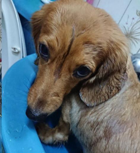 黏鼠板捕到大尾巴, 用花生油反复搓揉, 腊肠犬洗5次澡背影超哀怨