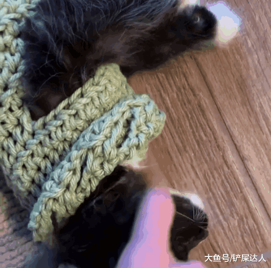 穿毛衣被封印, 小奶猫连路都不会走了: 是谁扼住了我命运的后颈