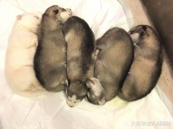 网友家的两只二哈搞在一起了, 生了5只小狗, 网友: 办婚礼!