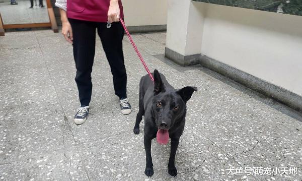 孤僻黑狗骨折后后腿胖3倍, 送医后从磨蹭胸膛变成爱笑的撒娇汪