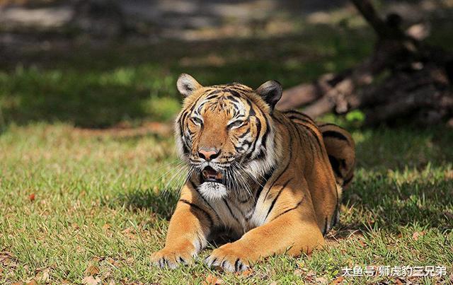 这种大猫是孟加拉虎的“最美变异”, 除了颜值高, 体型也更大