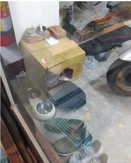 暖男盖猫窝给浪浪过冬, 但角落怨念双眼的猫咪让人笑喷: 抓包小三