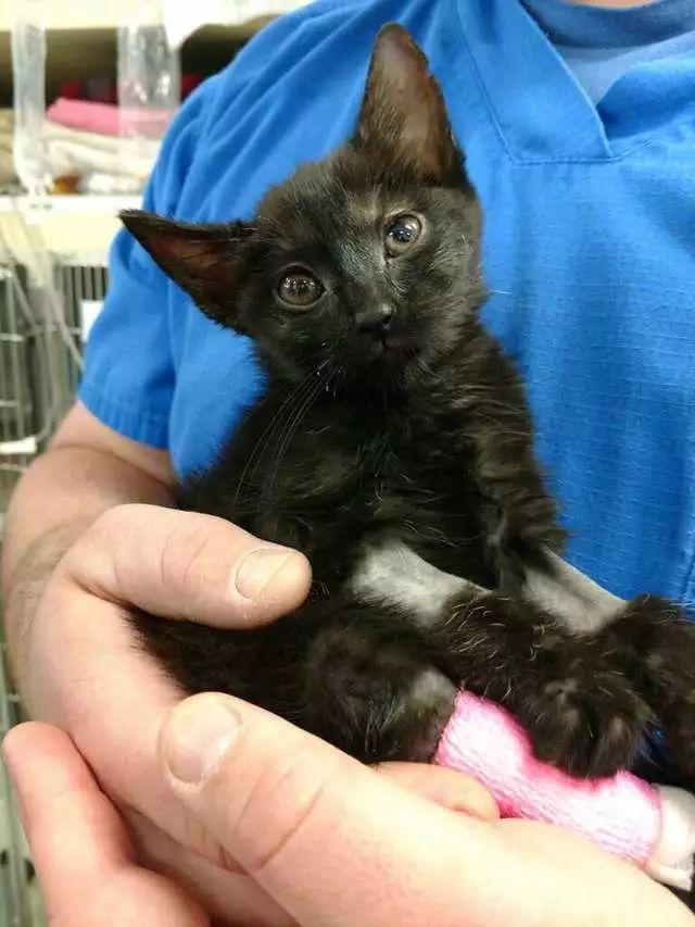 警察在被遗弃的垃圾袋里, 发现了一只被虐待濒死的小黑猫!