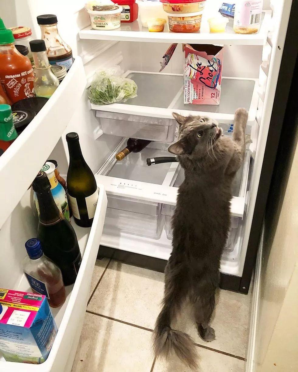 铲屎官领养了只喵星人, 到家才发现这猫居然有当贴身保镖的天赋